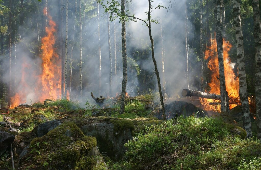 Environmental conservation and climate landscape
