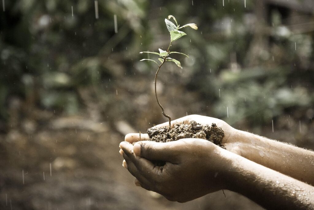Hands nurturing a growing seedling