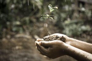 Hands nurturing a growing seedling